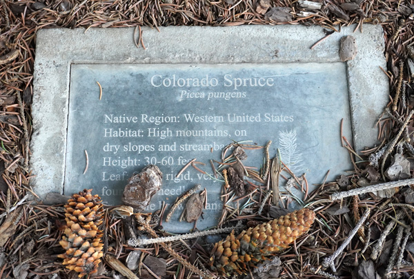 An old cement plaque in the ground says, 'Colorado Spruce: Picea pungens. Native Region: Western United States. Habitat: High mountains, on dry slops and streambeds.' The rest of the text is obscured by pinecones.