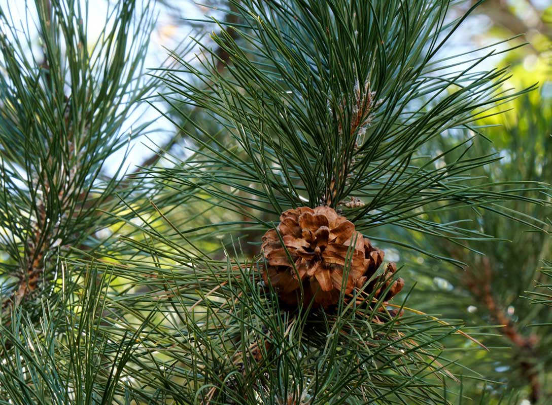 Green pine tree with a brown pine cone.