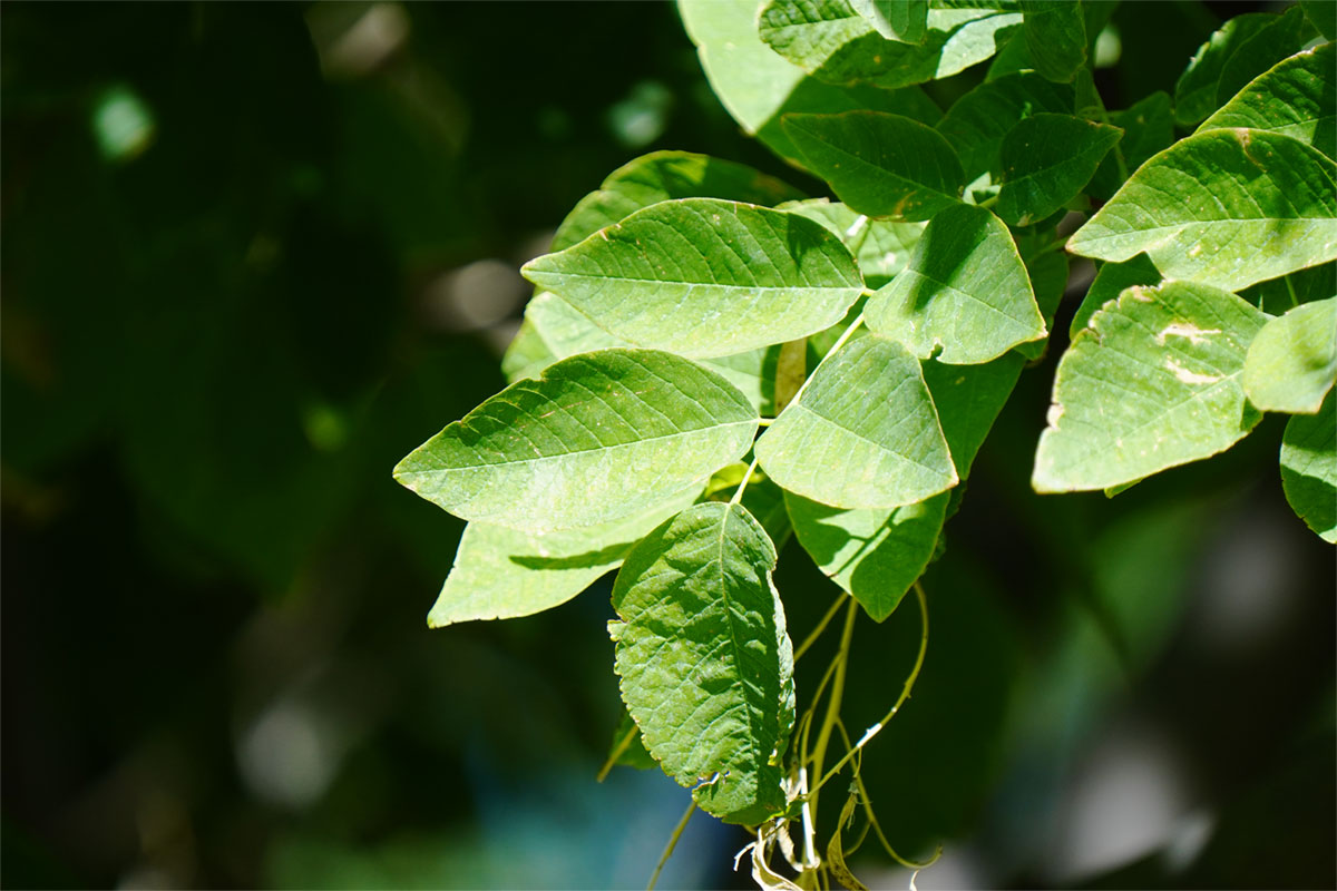 Green leaves against a black background.