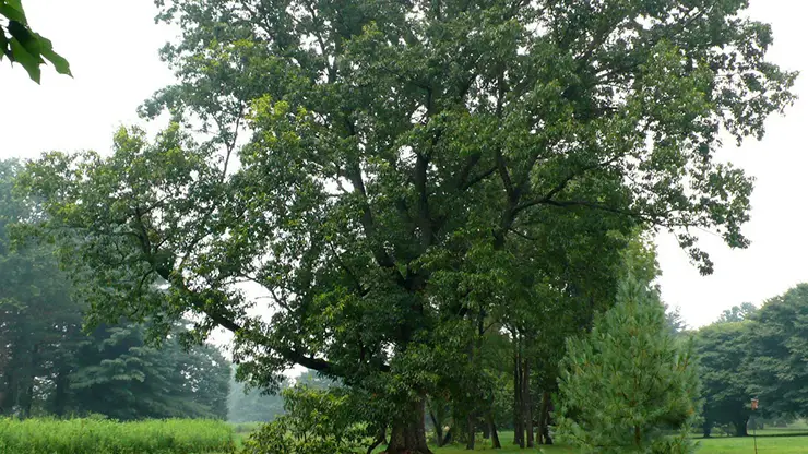 Platanus x hispanica (Harding, 2024a)