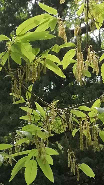 Flowers and leaves of Quercus acutissima (Alialb, 2018)