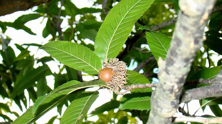 The fruit and leaves of Quercus acutissima (Bonner, 2008)