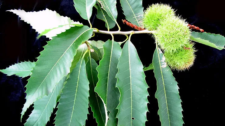 The seed of Castanea dentata (Ayotte, 2011)