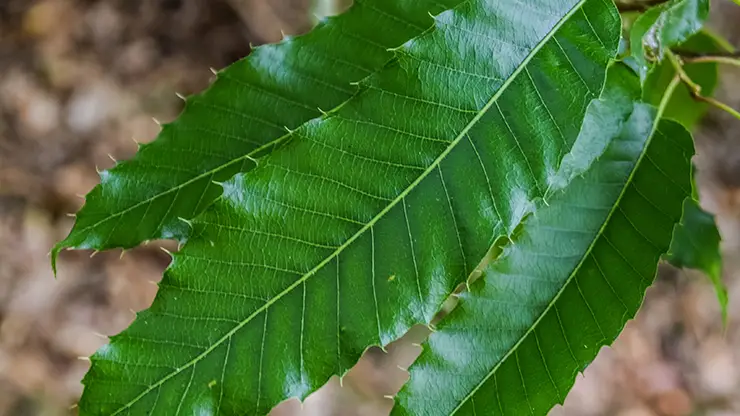 Waxy leaf of Quercus acutissima (Golik, 2019)