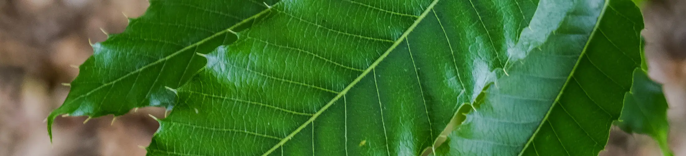Waxy leaf of Quercus acutissima (Golik, 2019)