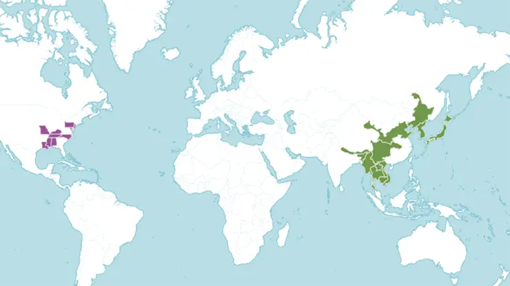 Distribution map of Sawtooth Oak (POWO, 2024)