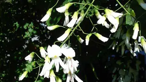 Panicle of white Cladrastis kentukea flowers (Eliasson, 2006)