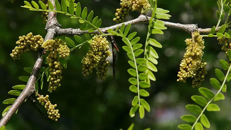  Honey Locust leaves and flowers (Bornand, 2004)