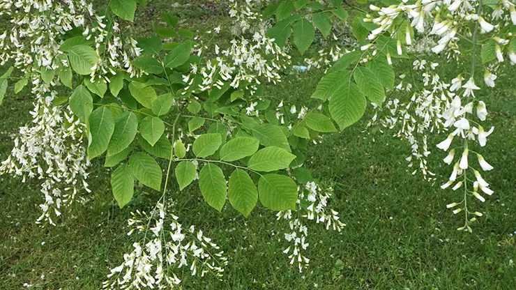 Yellowwood leaves and flowers (PIL, 2017)