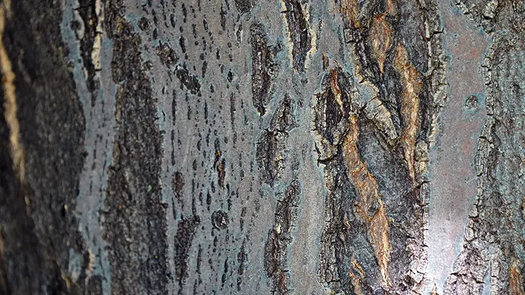 The bark of Yellowwood
