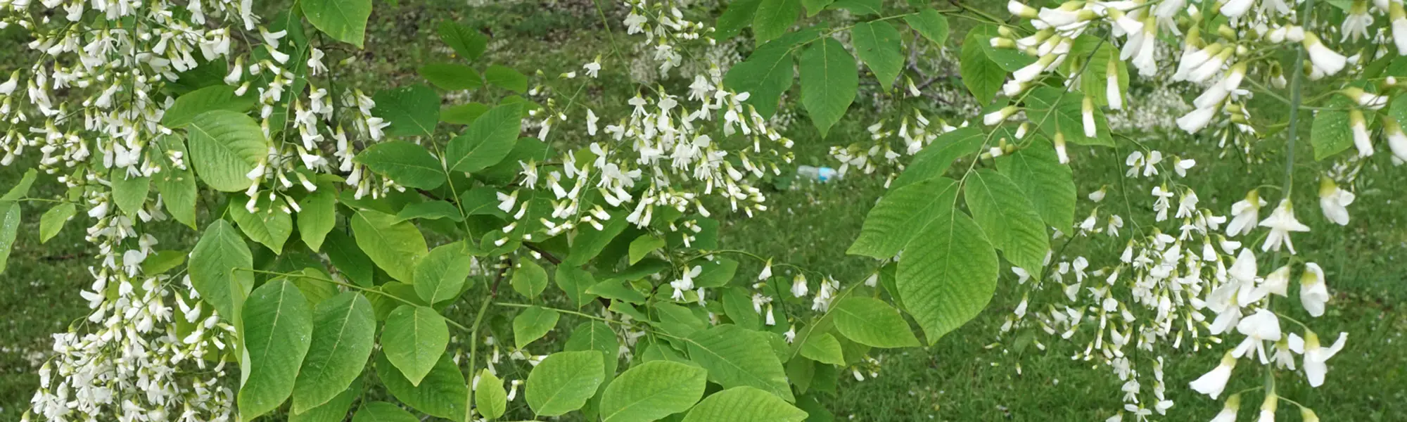 Little white flowers of the American Yellowood form a cluster at the ends of the branches.