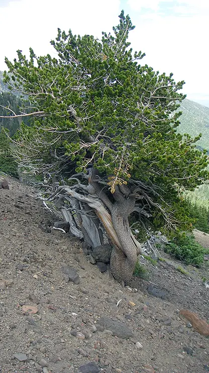 Bristlecone Pine Tree cover image