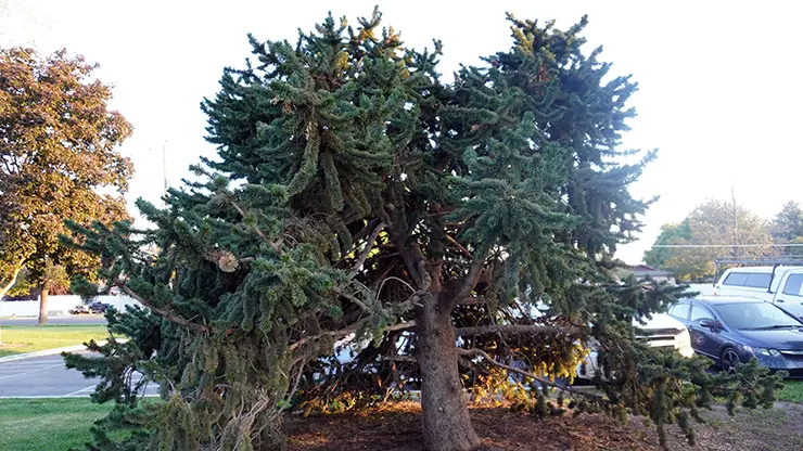 Pinus aristata Full Tree (Armstrong, 2025)