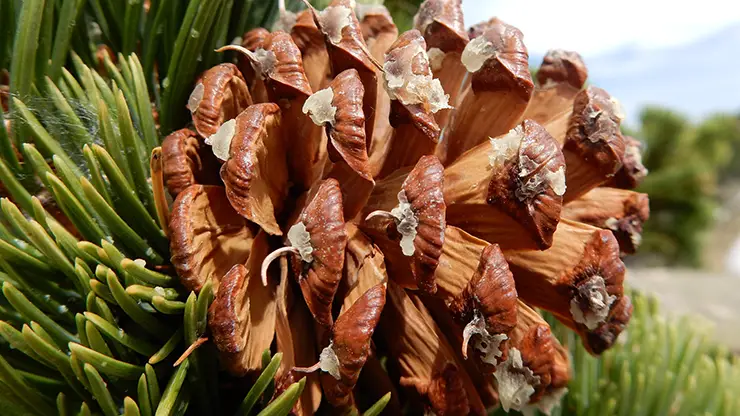 Needles and cone of Pinus aristata (Lavin, 2016)