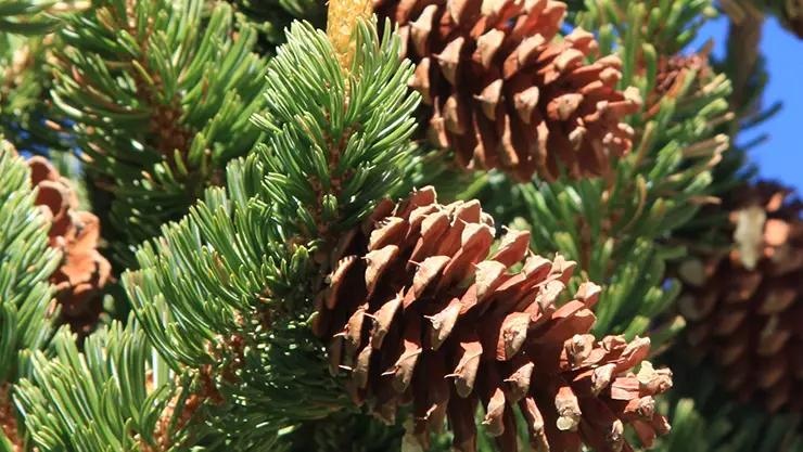 Needles and cones of Pinus longaeva (Dcrjsr, 2010)