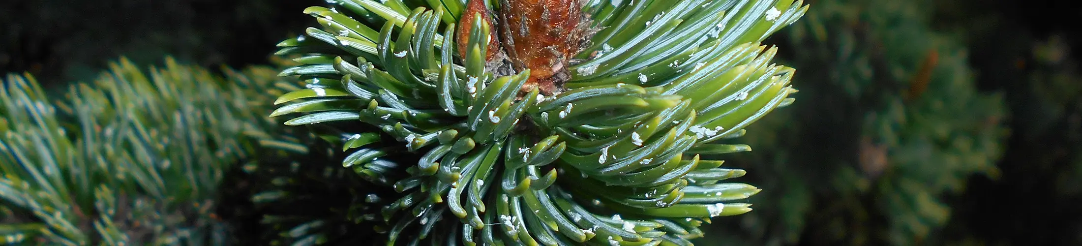 Bristlecone pine needles (Salicyna, 2018)