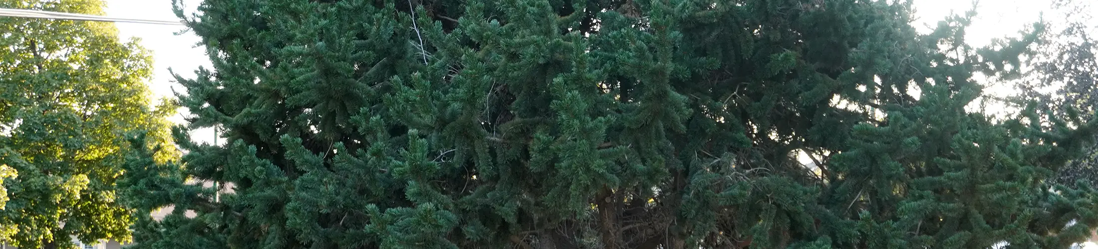 Full tree, Pinus aristata (Armstrong, 2025)