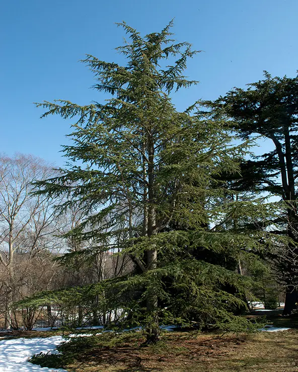 Full Plant, Cedrus atlantica (Plant Image Library, 2017) 