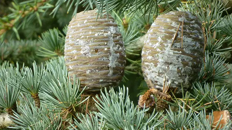 Female cone of C. atlantica (King, 2024d)