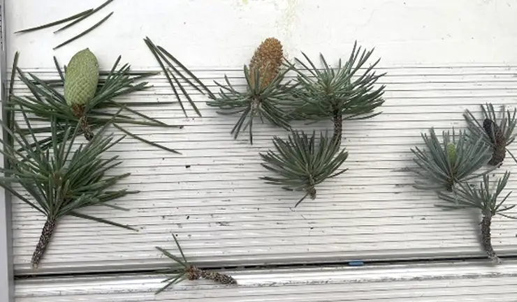 Left to right, comparison of needle length and male cone size of C. deodara, C. libani, and C. atlantica (King, 2024a)