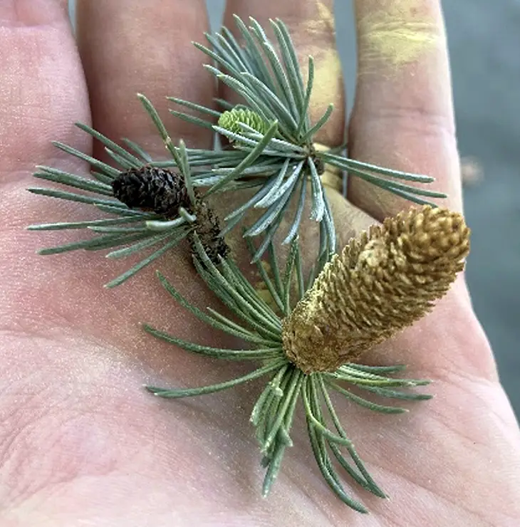 A closer look at the male cones from C. atlantica (back) and C. libani (front) (King, 2024b)