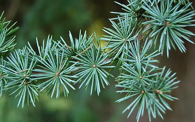 Cedrus atlantica needles (Ramsey, 2006)