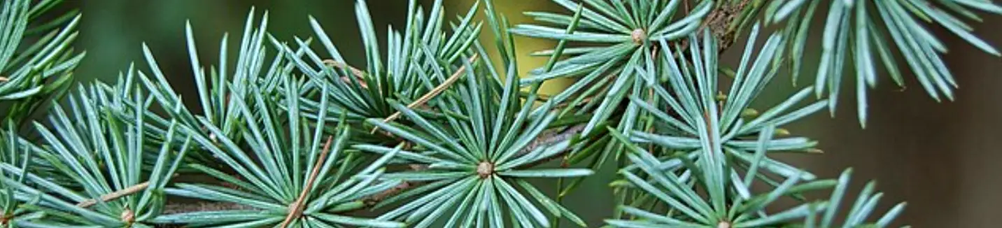 Cedrus atlantica needles (Ramsey, 2006)
