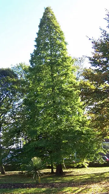 Entire plant image, Taxodium distichum (Lambique, 2012a)