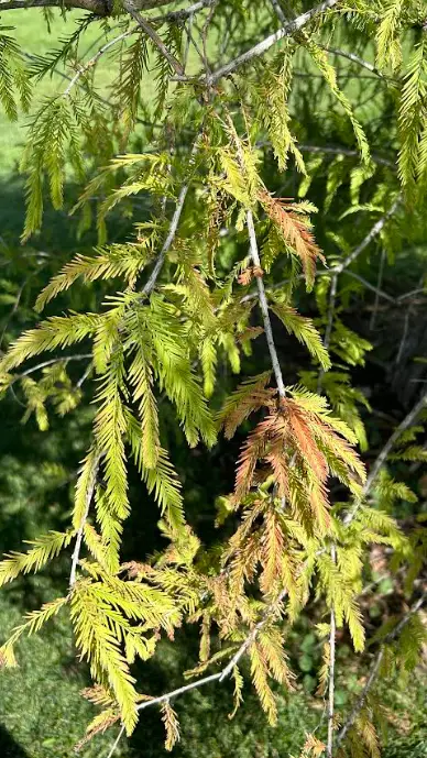 Leaves of Taxodium distichum (Harding, 2024)