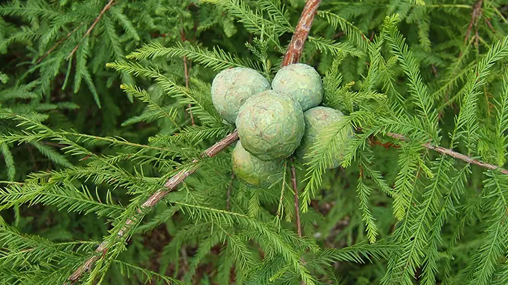 Bald Cypress (Taxodium distichum) leaves and cones (Sciadopitys, 2009)