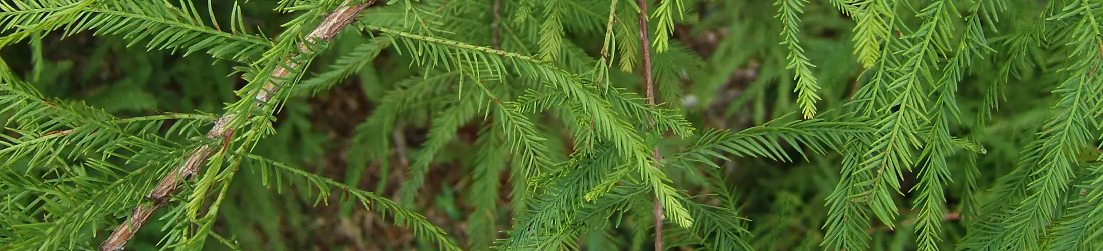 Bald Cypress (Taxodium distichum) leaves and cones (Sciadopitys, 2009).