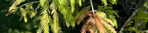 Leaves of Taxodium distichum (Harding, 2024)