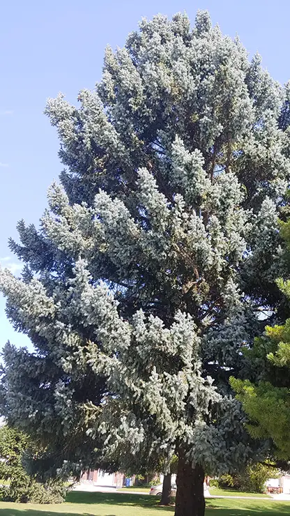 Blue Spruce tree (Good, 2024a)