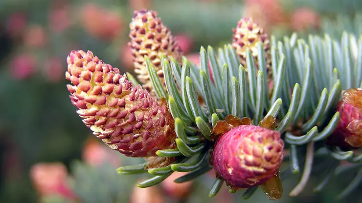 Blue Spruce male pollen cones (Beentree, 2006)