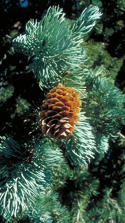 Leaves and cone of Engelmann Spruce (Powell, 2007)