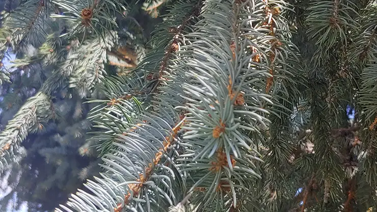 Leaves and cone of Blue Spruce (Good, 2024b)