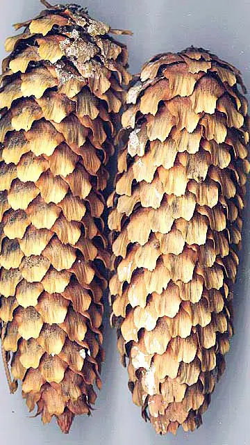 Blue Spruce female seed cones (Gmihail, 2015)