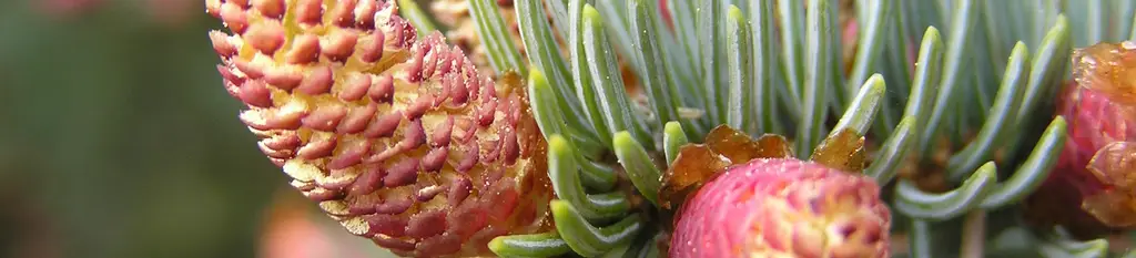 Blue Spruce male pollen cones (Beentree, 2006)