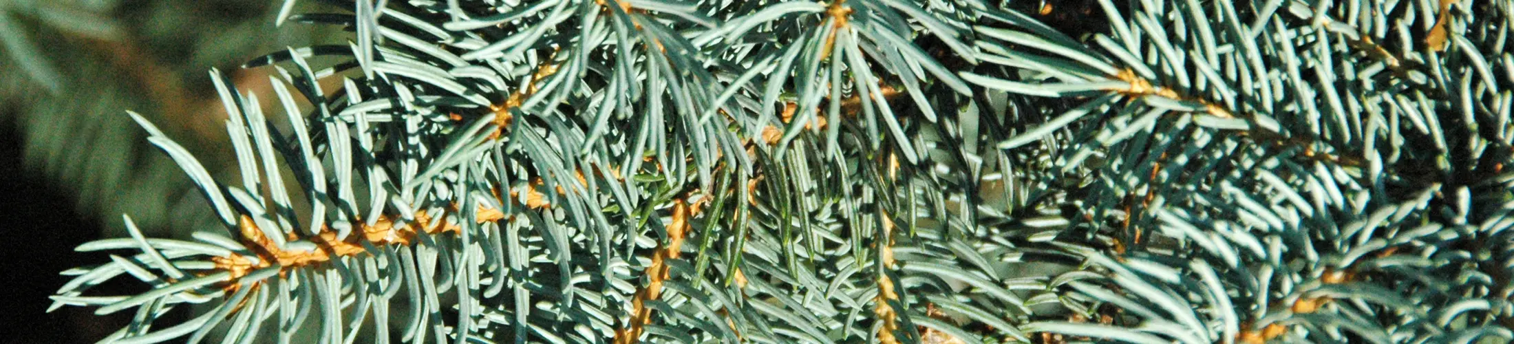 Leaves and cone of Blue Spruce (Good, 2024b)