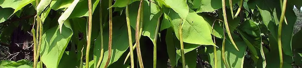 Catalpa speciosa fruits (Stang, 2005)