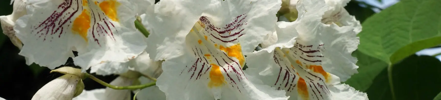 Catalpa speciosa flowers (Plant Image Library, 2017)