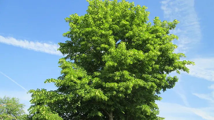 Little-Leaf Linden cover image