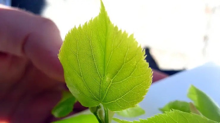 Foliage, Tilia cordata (Weldon, 2009)