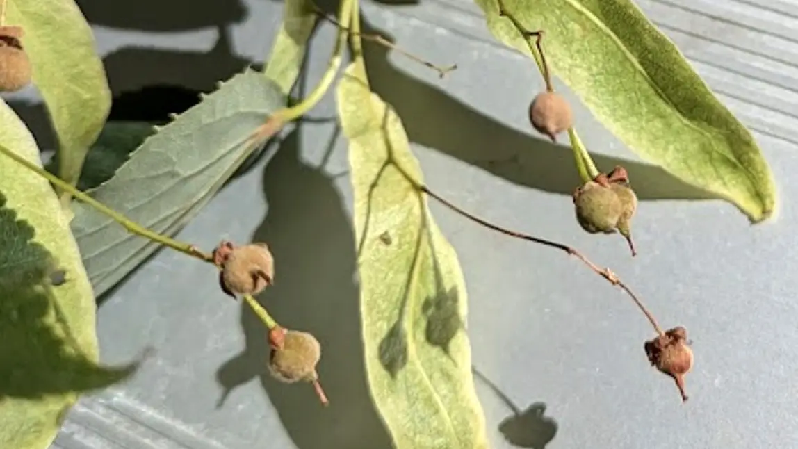 Fruit and Bracts, Tilia cordata (Nielsen, 2024)
