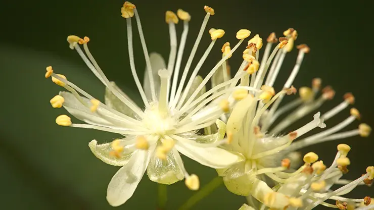 Leaves and flowers, Tilia cordata (Hedera.Baltica, 2020)