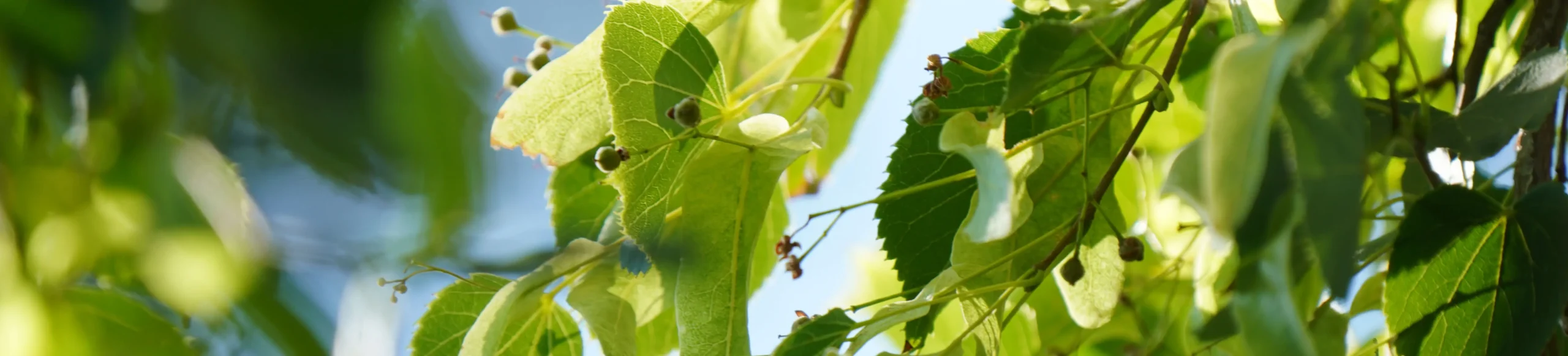 Green leaves cluster with small circle like fruits stemming from the branch