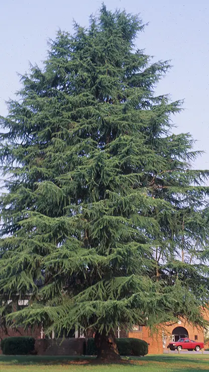 Whole plant (Cedrus deodara) (Ruter, 2011)