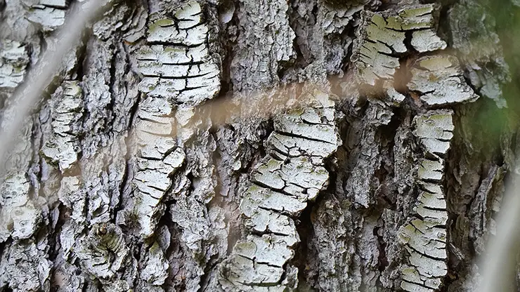 Bark of Cedrus deodara