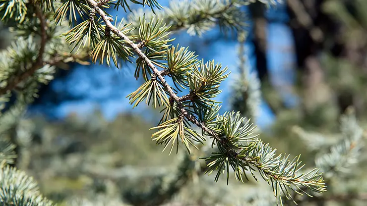 Needles of Cedrus atlantica (Plant Image Library, 2017)