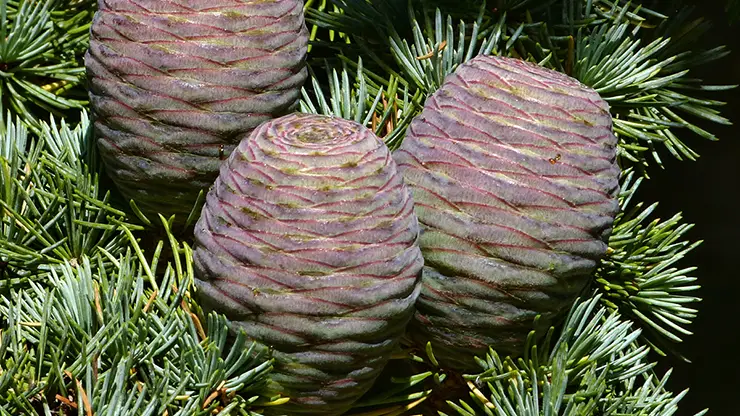 Female cones of Cedrus deodara (Mosdell, 2012)